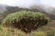 
On the island of Sao Nicolau, in the mountains around the village of Cachaco there are 800 interesting trees Dracaena Draco. They are also called dragon blood trees. Cape Verde
