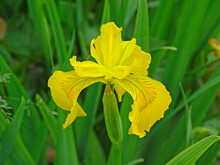 One Yellow Iris Flower Among The Green Foliage