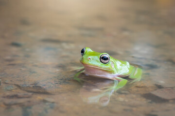 frog in the water