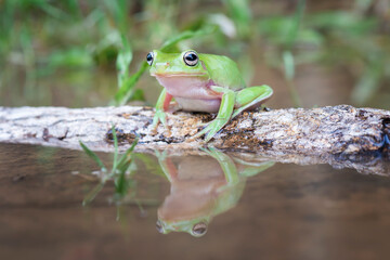 Poster - frog on the leaf