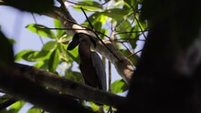 Boat-billed Heron Sit On Branch In Rainforest Undergrowth On A Sunny Day Loo