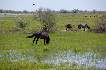 image of wild horse animal