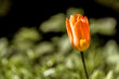 pomarańczowy tulipan na rozmytym tle
