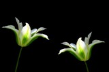 Fototapeta Tulipany - Biało zielone tulipany na czarnym tle