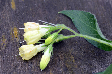 Poster - Medicinal plants: flowers of tuberous comfrey (Symphytum tuberosum) on a wood