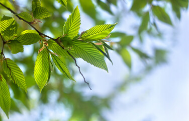 Wall Mural - Branch with leaves in sun light in spring time in forest on background blur