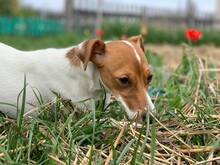 Jack Russell Terrier Dog Lies On The Grass.