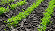 Young carrot seedlings in the garden in spring. Concept of ecology, cultivation, agriculture.