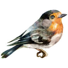 Watercolor Robin Bird Illustration Isolated On White Background