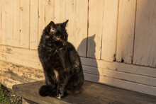 Black Cat Sits On A Wooden Bench Against The Wall. The Shadow Of The Cat On The Wall.