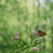 Selective focus shot of a patterned butterfly sitting on the pink asclepias fascicularis flowers