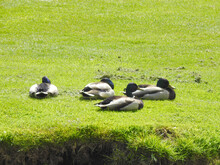 The Ducks Are Resting On The Grass