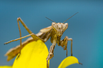 Close up of pair of Beautiful European mantis ( Mantis religiosa ).

