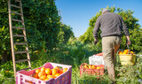Fototapeta  - Oranges harvest season: pickers at work