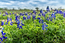 Spring Time In Texas, Field With Blooming Blue Bonnets