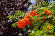 Ripe bunches of rowan berries and violet leaf tree at background. Closeup