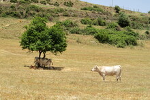 Cows In The Shade Under A Tree