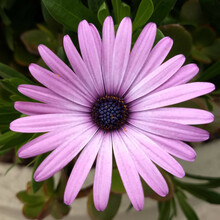Closeup Shot Of A Purple African Daisy