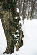 pień drzewa w parku porośnięty bluszczem i oblepiony śniegiem, zima