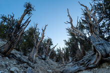 Wild Landscape Of The Ancient Bristlecone Pine Forest In Eastern California Near Bishop, CA