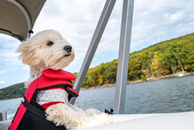 A Maltipoo Puppy On A Boat Ride Enjoys The Breeze