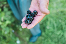 Wild Blackberries Are Held Up After Picking Off The Vine