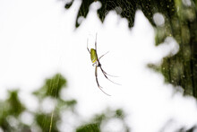 Close Up Of A Big Spider In The Jungle