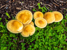 Wild Yellow Mushrooms In The Lawn In The Garden In The Spring
