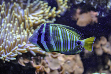 Sticker - Closeup shot of a Zebrasoma surgeonfish underwater by the coral reef