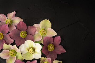 Wall Mural - Beautiful floral flat lay with fresh hellebore flowers and copy space