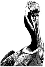 Pelican Sketch Vector Illustration In Black On White Background 