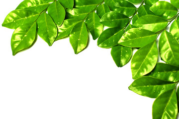 green leaves isolated on white