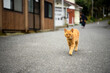 An orange stray cat walking on a asphalt road in Tashirojima Island in Miyagi Prefecture, Japan, this is a famous tourist spot. Tourists come to play and feed the cats.