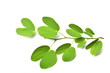 © jan nakhonkae - green leaves isolated on white background