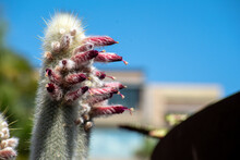 Silver Torch Cactus (cleistocactus Strausii) In Flower, With Blurred Building And Sky In Background