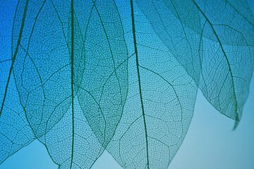 skeleton  leaf . Skeletonized leaf on on a  blue background.Beautiful plant background in blue tones.