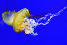 Yellow Jellyfish Moving In Blue Ocean Water