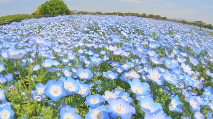 Wall Mural - Beautiful flowers of Nemofira, blue flowers in blooming, Flower carpet in spring.
