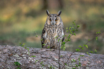 Poster - A portrait of a long-eared owl, asio otus, also known as the northern long-eared owl, the lesser horned owl or cat owl as it sits perched in a tree cautiously staring and alert