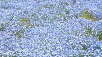 Wall Mural - Beautiful flowers of Nemofira, blue flowers in blooming, Flower carpet in spring.
