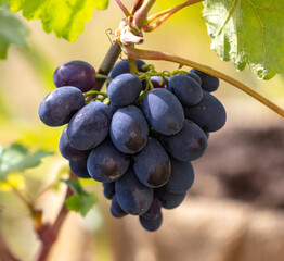 Black berries of grapes on a plant