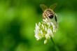 Biene auf Blumenwiese