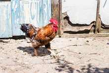 Vertical Shot Of A Colorful Rooster Standing On The Concrete Ground