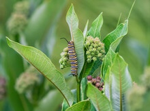 Monarch Caterpillar On A Milkweed Plant