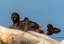 The Little Grebe, Also Known As Dabchick,  Little Grebe With Juvenile Birds In Lake 