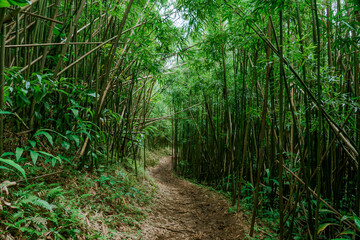  Bamboo forest, Moleka Trail, Tantalus, Honolulu, Oahu, Hawaii. Bamboo shoots