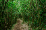 Fototapeta Sypialnia - Bamboo forest, Moleka Trail, Tantalus, Honolulu, Oahu, Hawaii. Bamboo shoots