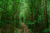 Fototapeta Dziecięca - Bamboo forest, Puu Ohia Trail, Tantalus, Honolulu, Oahu, Hawaii. Bamboo shoots