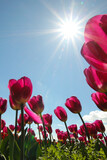 Fototapeta Tulipany - tulips against blue sky
