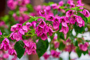 Wall Mural - Blooming purple bougainvillea flower. Popular in Turkey